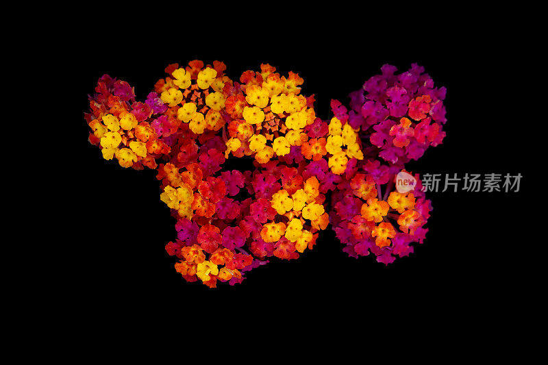 黑色背景的Lantana Camara